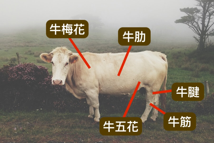 牛肉部位解說圖