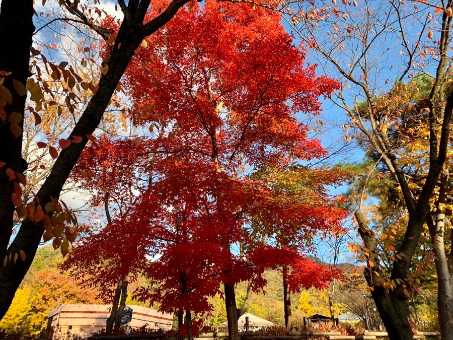 首爾大公園 楓樹