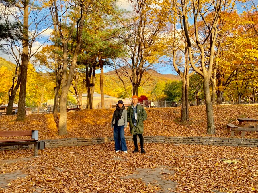 首爾大公園 杏樹