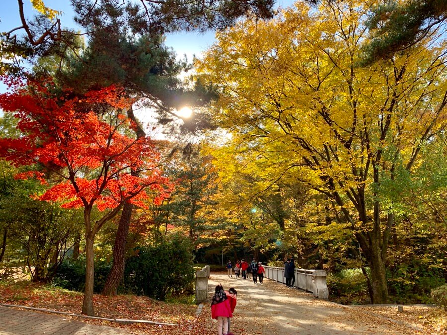 首爾大公園 楓樹 杏樹