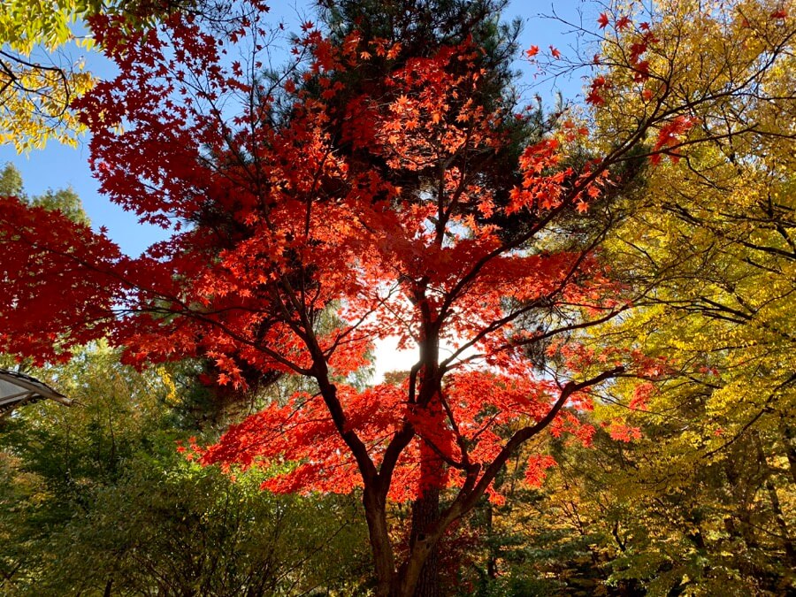 首爾大公園的楓樹